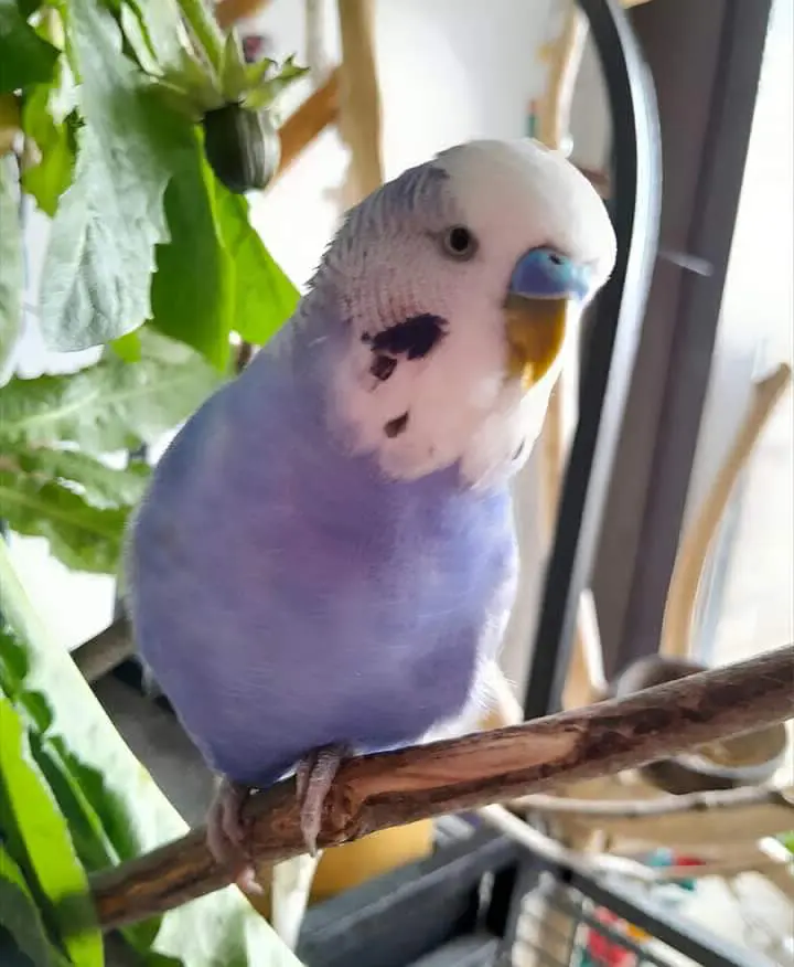 animal lost   1200 Woluwe-Saint-Lambert Sky