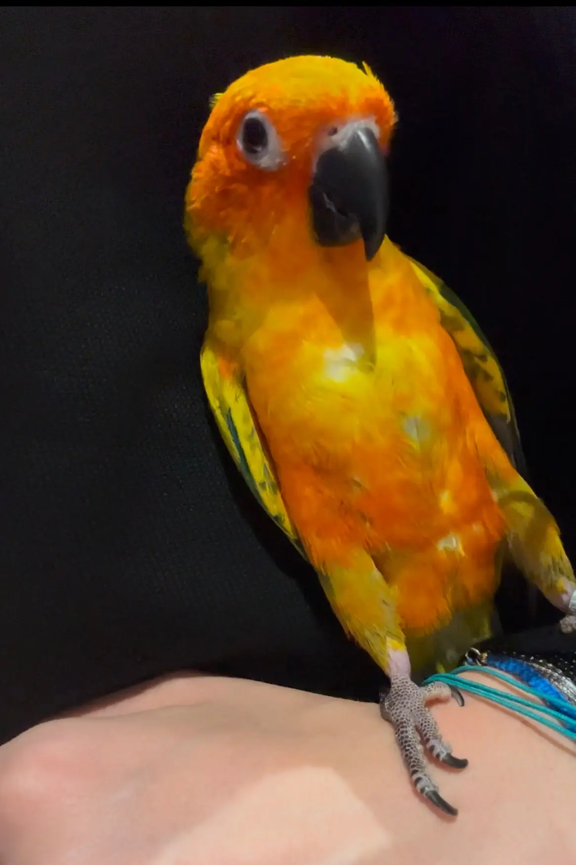 animal lost  Impasse du Major 6060 Gilly Soleil