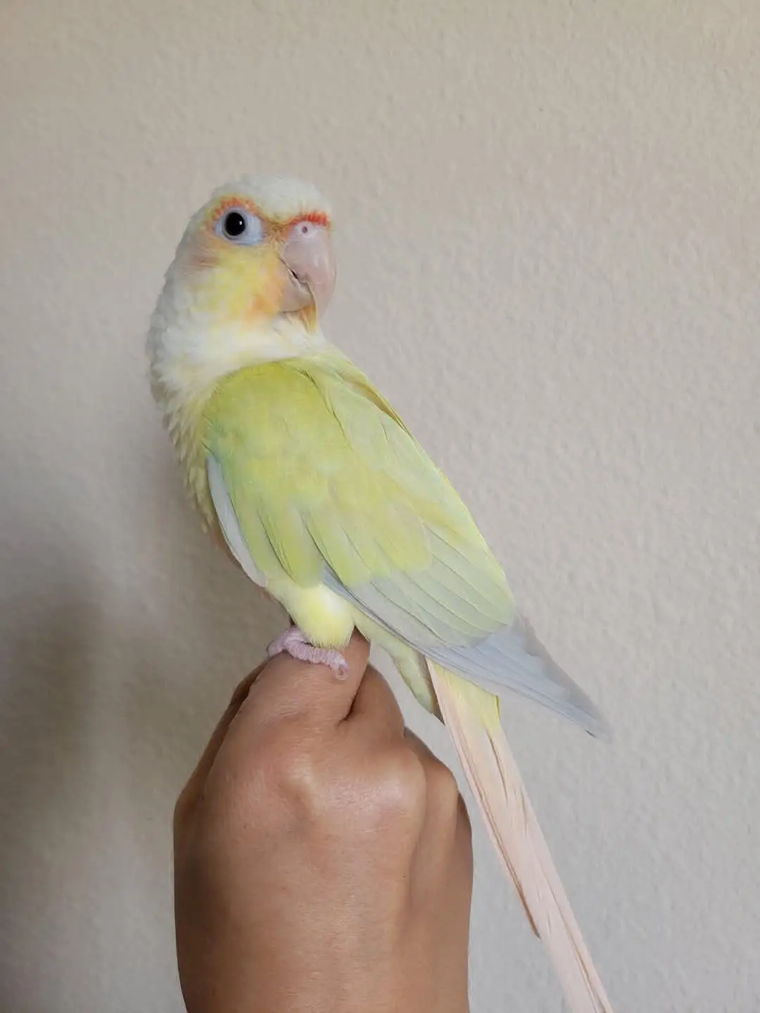 animal lost   7080 Sars-la-Bruyère Pride