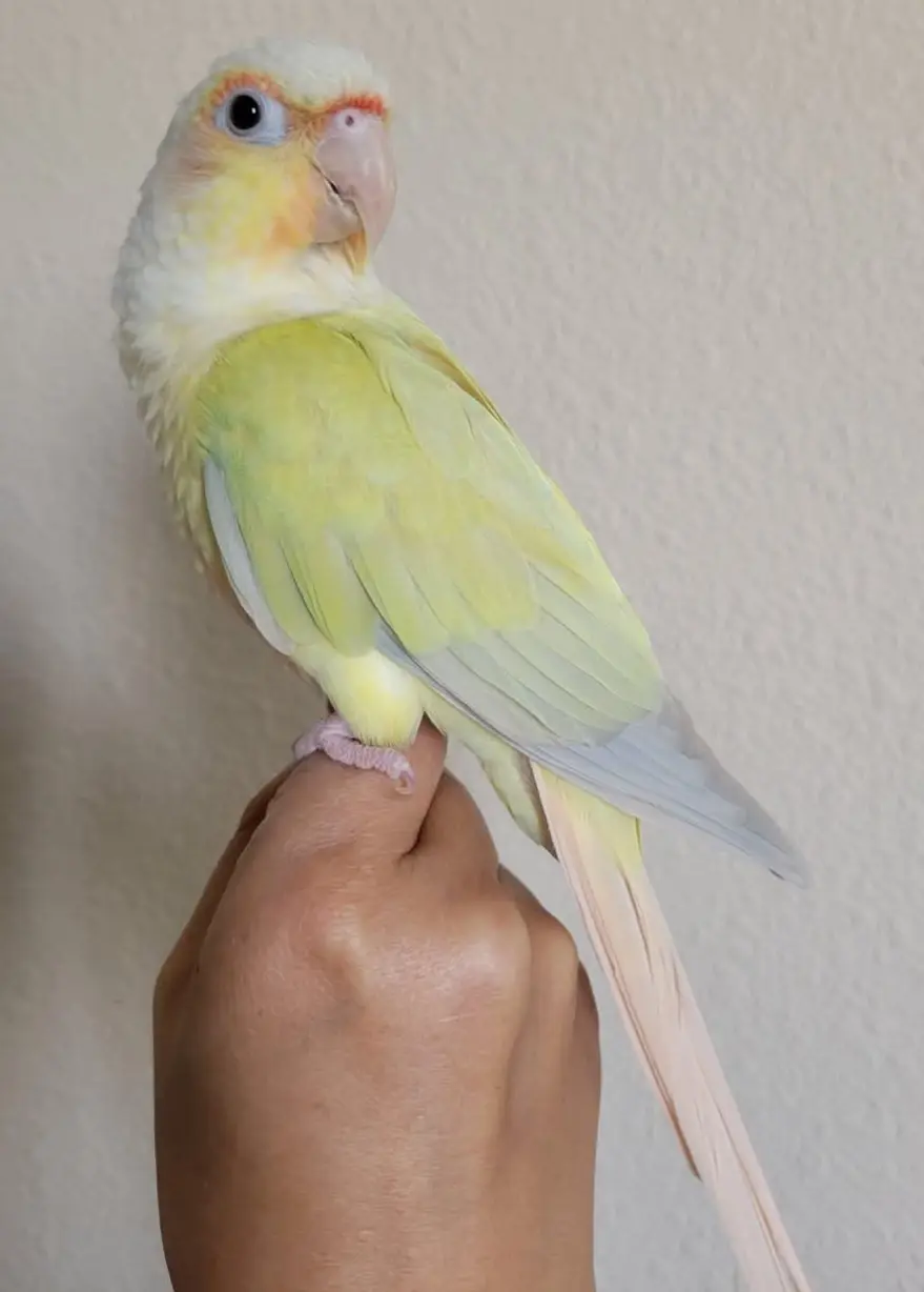 animal lost   6542 Sars-la-Buissière Pride