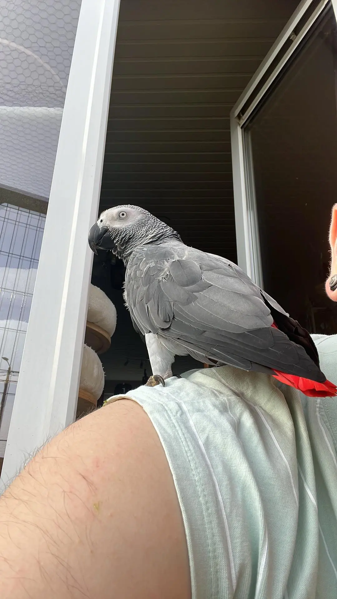 animal lost    Jemeppe-sur-Sambre Paulie