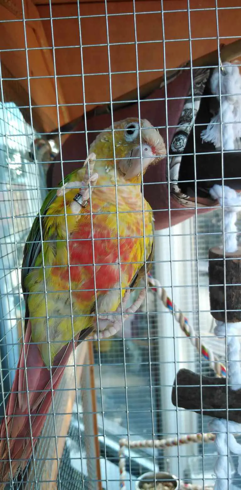 animal lost   6001 Marcinelle Pistache