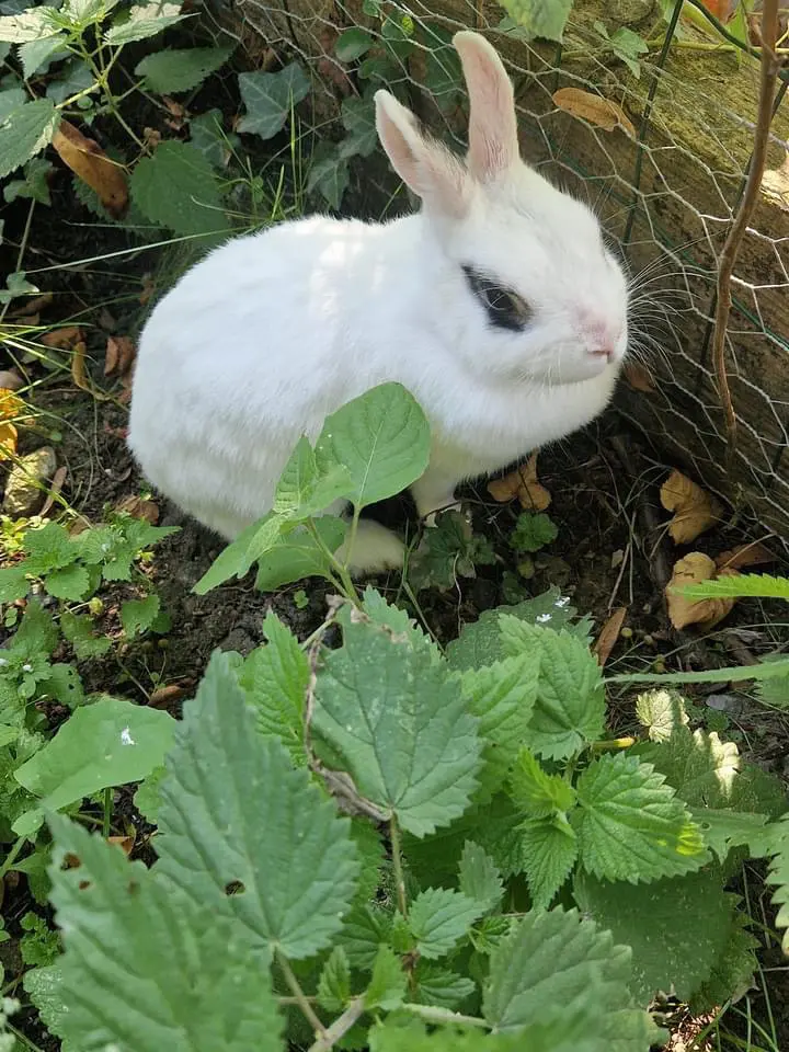 animal lost   7730 Leers-Nord Fée