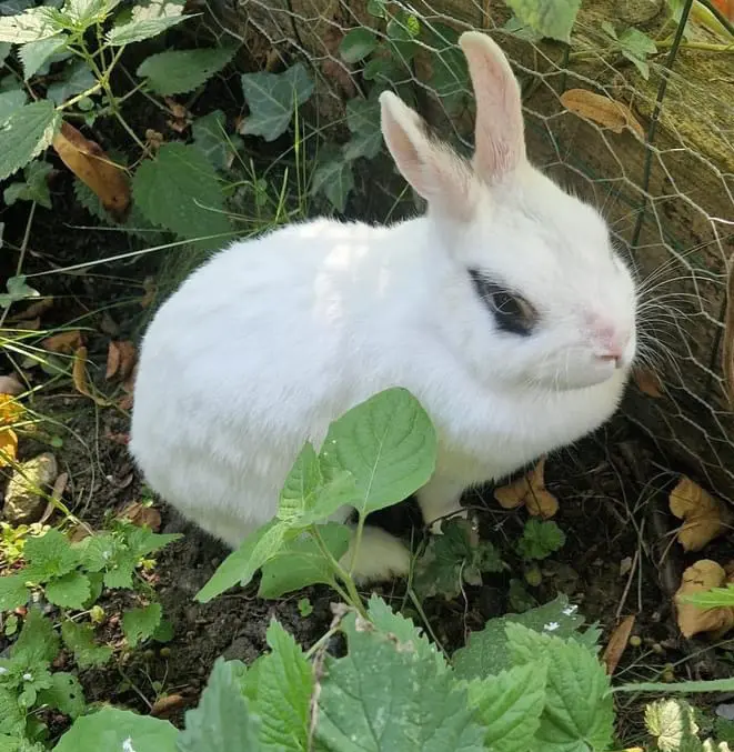 animal lost   7730 Leers-Nord Fée
