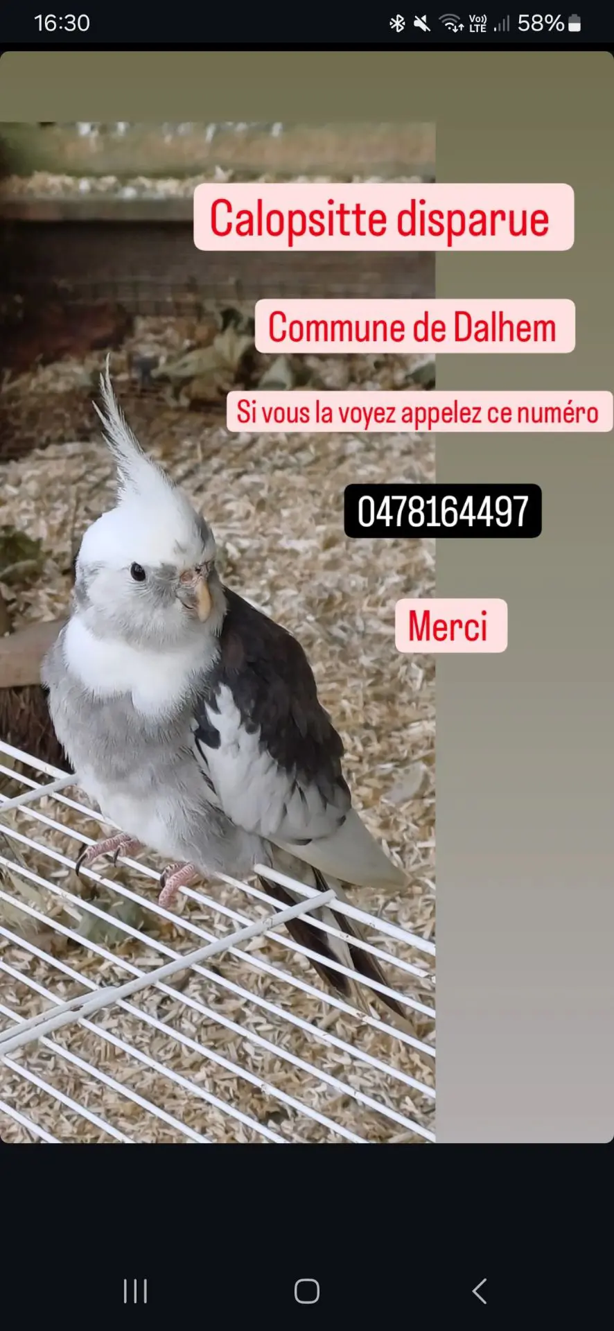 animal lost   4607 Dalhem Candy