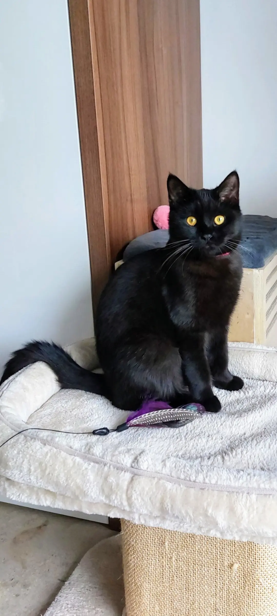 kat lost   1080 Molenbeek-Saint-Jean Alfonse