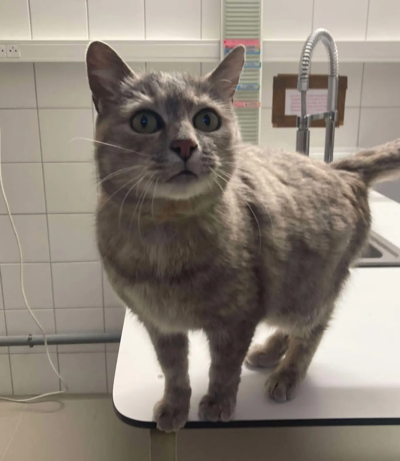 chat lost    Haren Bunu
