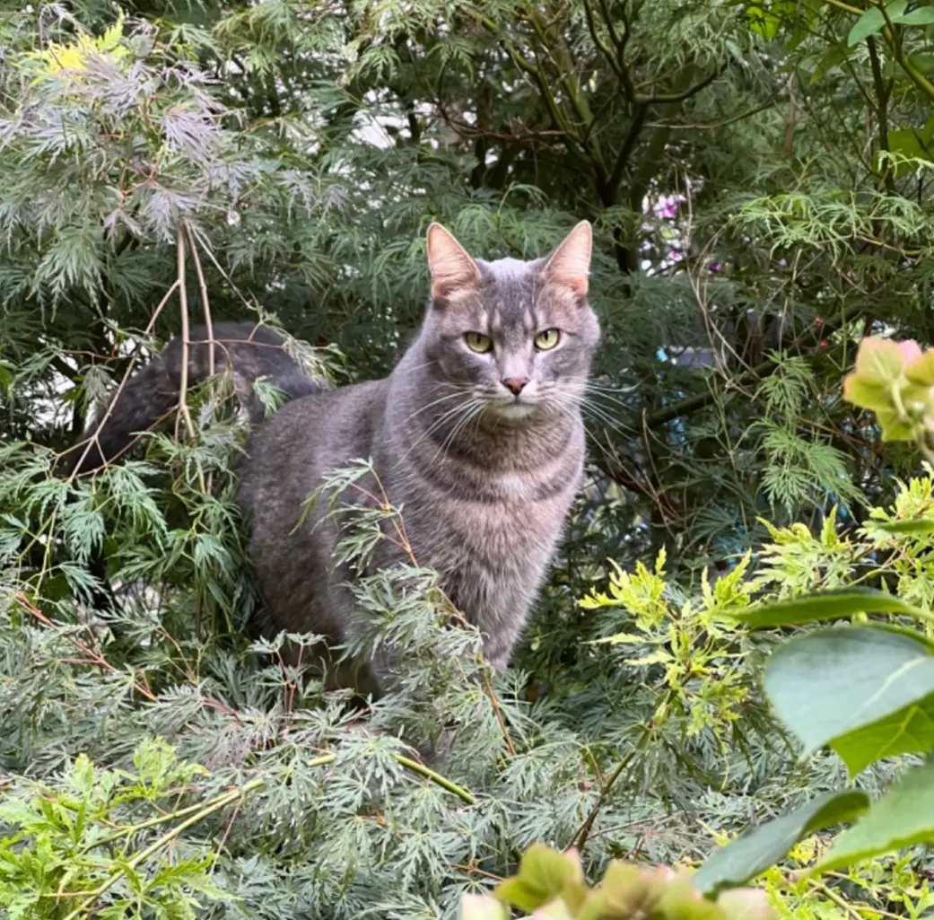 chat lost   1020 Laeken George