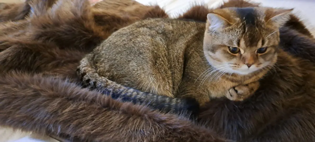 chat lost    Bruxelles Mowgli chat british