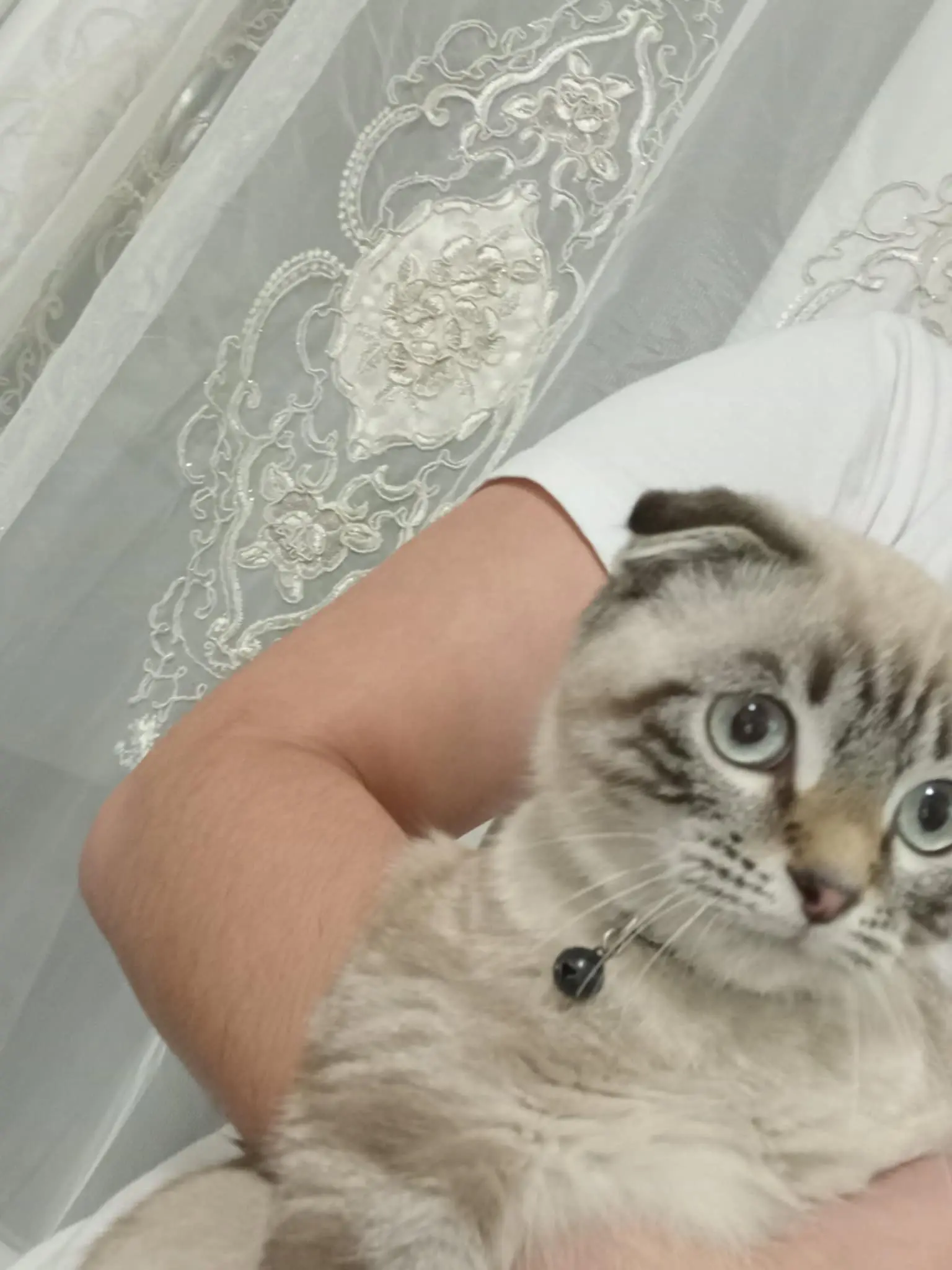 chat lost   1020 Laeken Tom