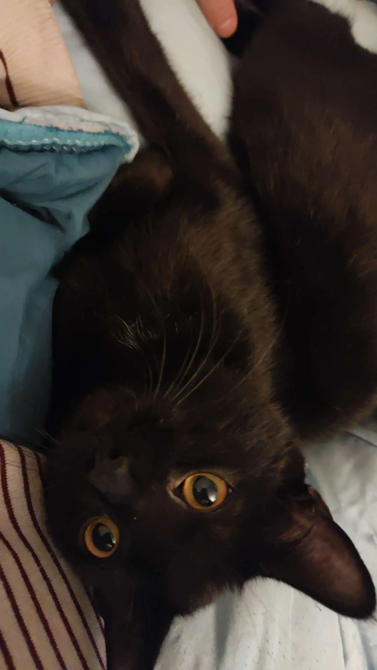 chat lost   1081 Koekelberg Ghost