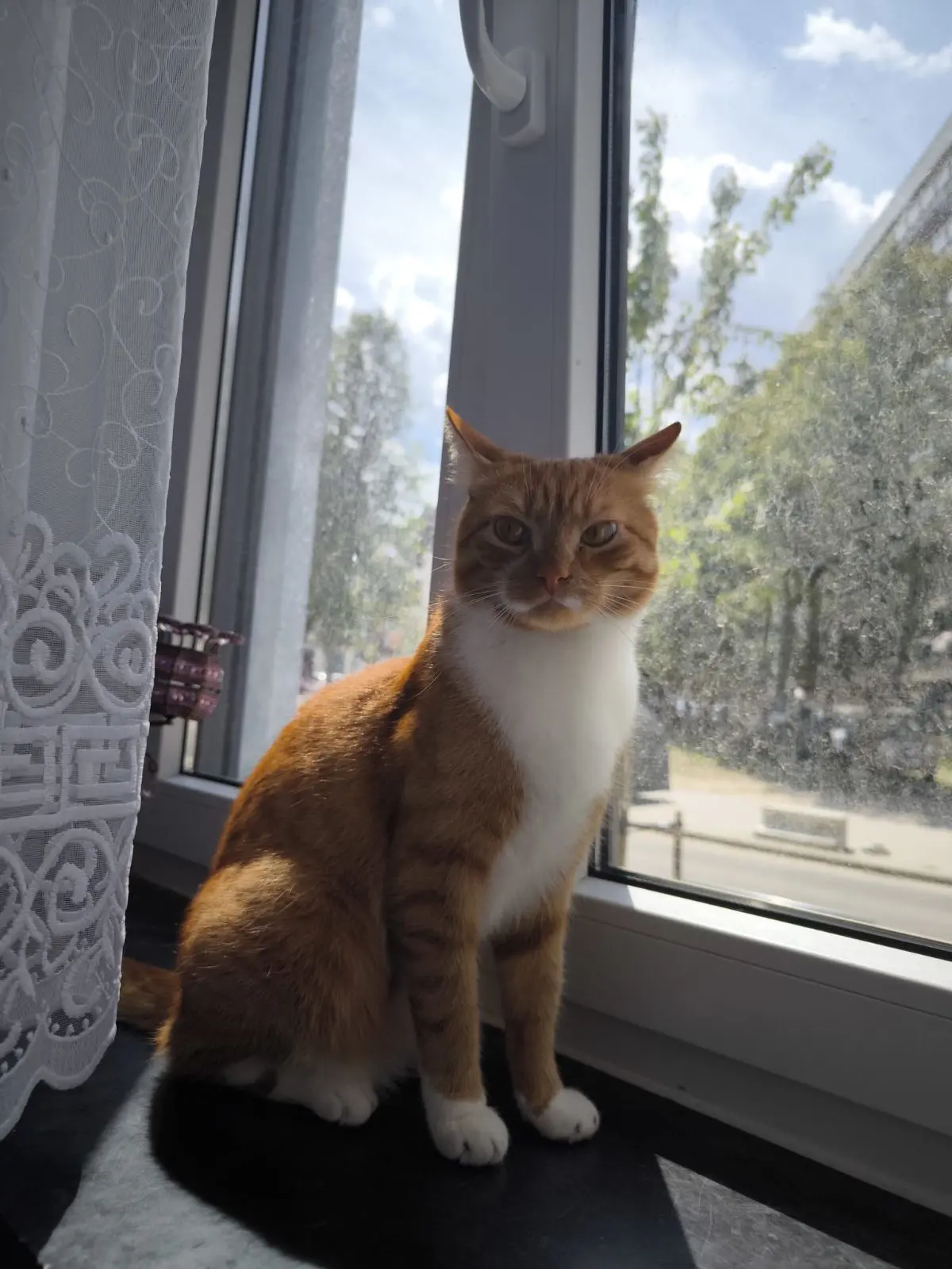 chat lost   1080 Molenbeek-Saint-Jean Minouch