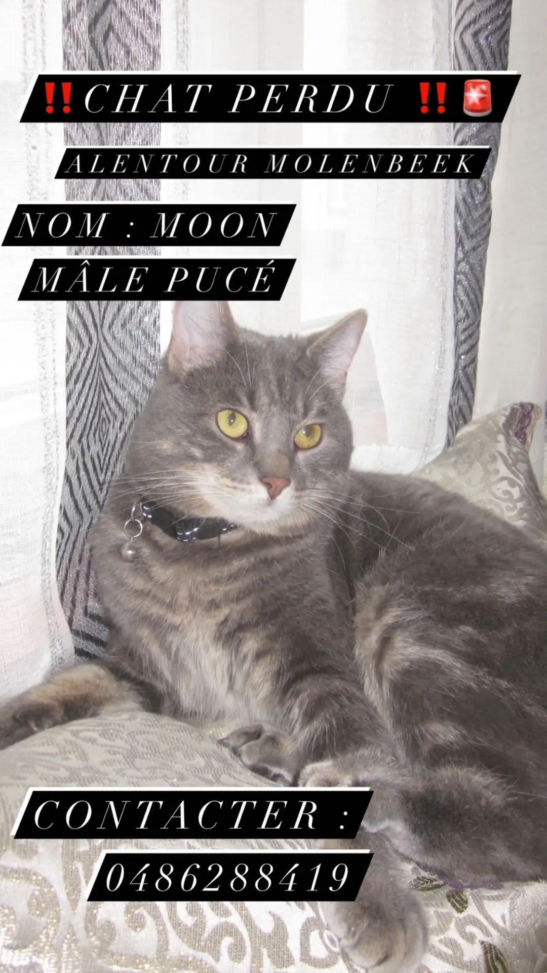 chat lost   1080 Molenbeek-Saint-Jean Moon