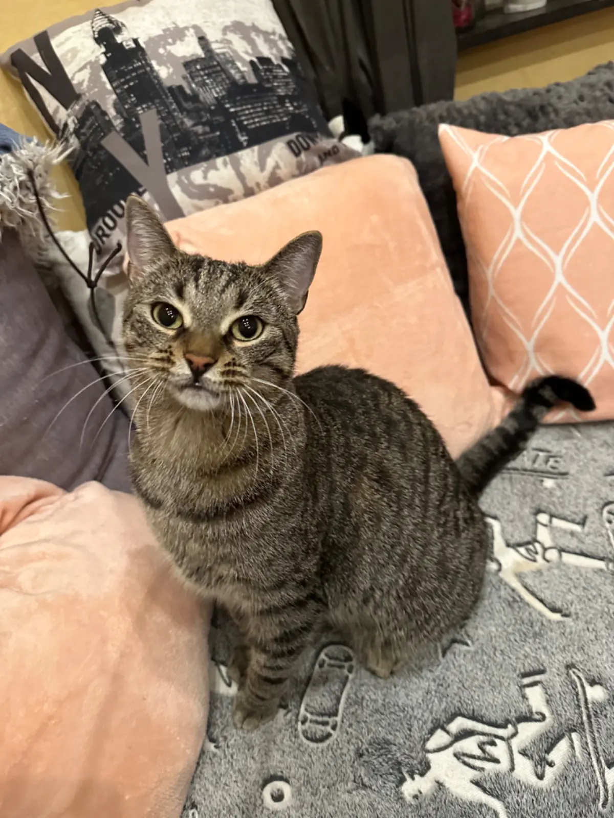 chat lost   1190 Forest Simba