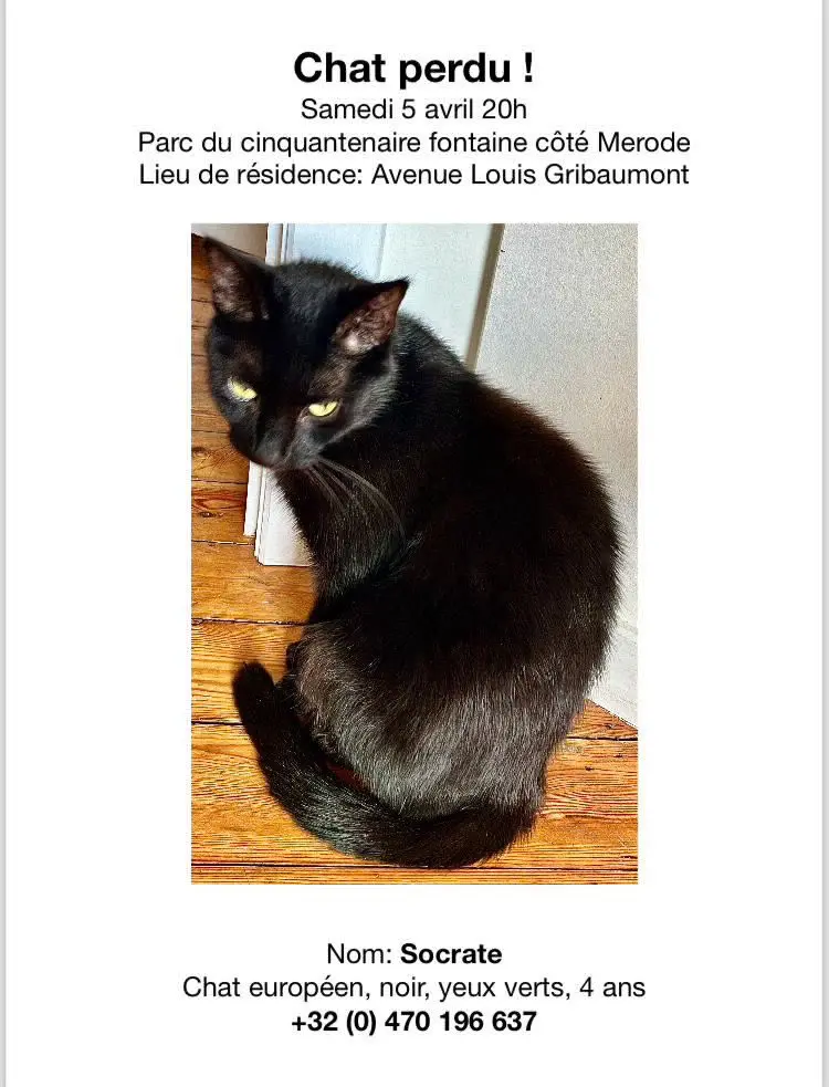 chat lost   1040 Etterbeek Socrate