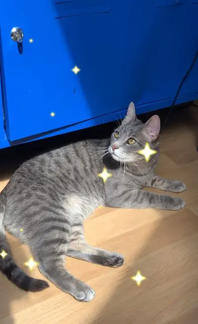 chat lost   1200 Woluwe-Saint-Lambert Yuki