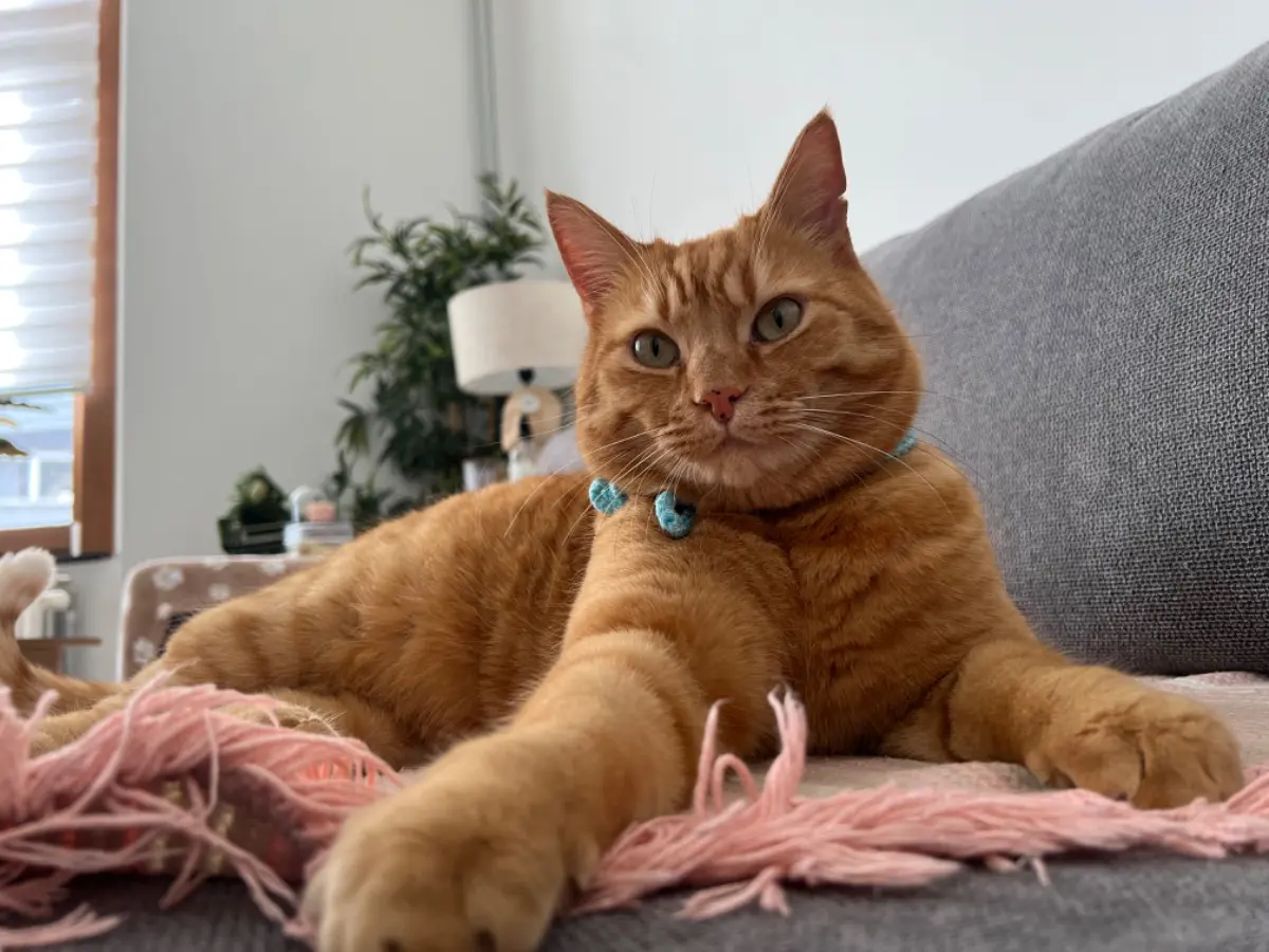 chat lost    Vilvorde Tosun