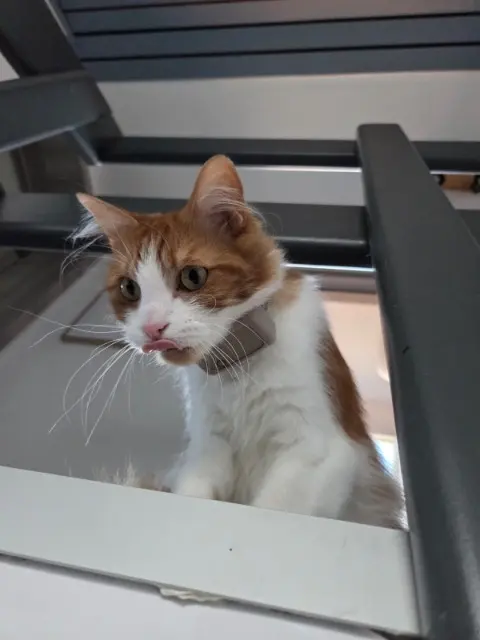 chat lost   1440 Braine-le-Château Automne