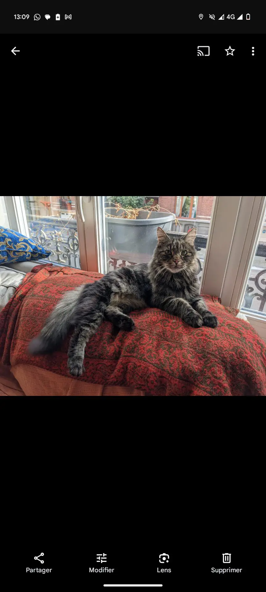 chat lost   1450 Chastre Bardaf