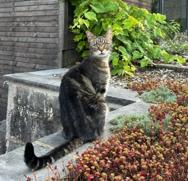 chat lost   1420 Braine-l'Alleud Janis