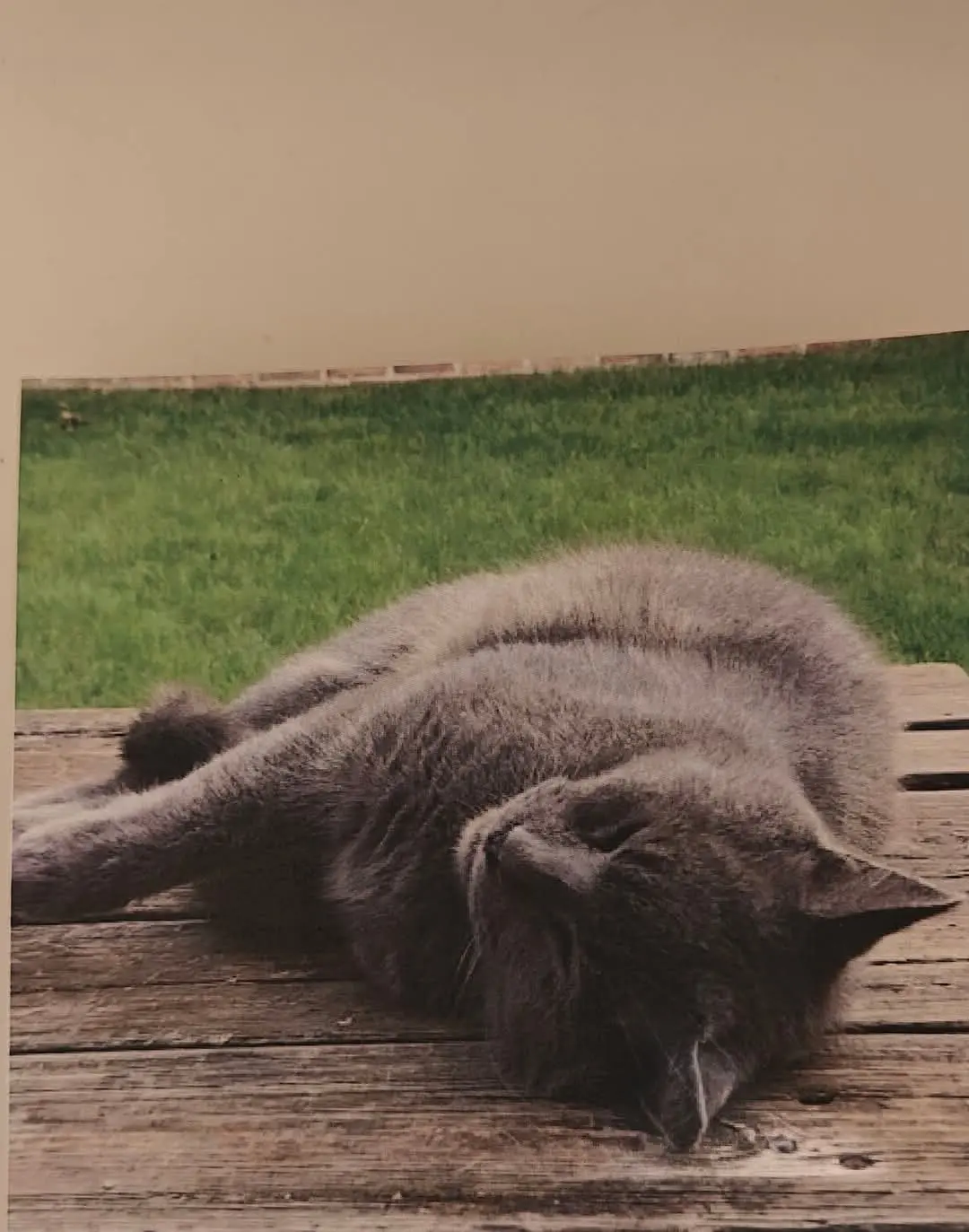 chat lost   1421 Ophain-Bois-Seigneur-Isaac Léon