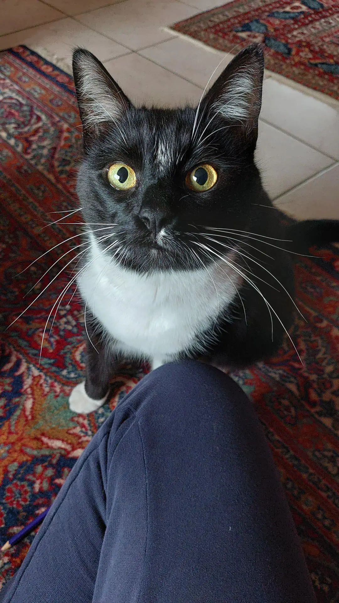 chat lost    Nivelles Matou