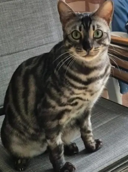 chat lost   1410 Waterloo Silver