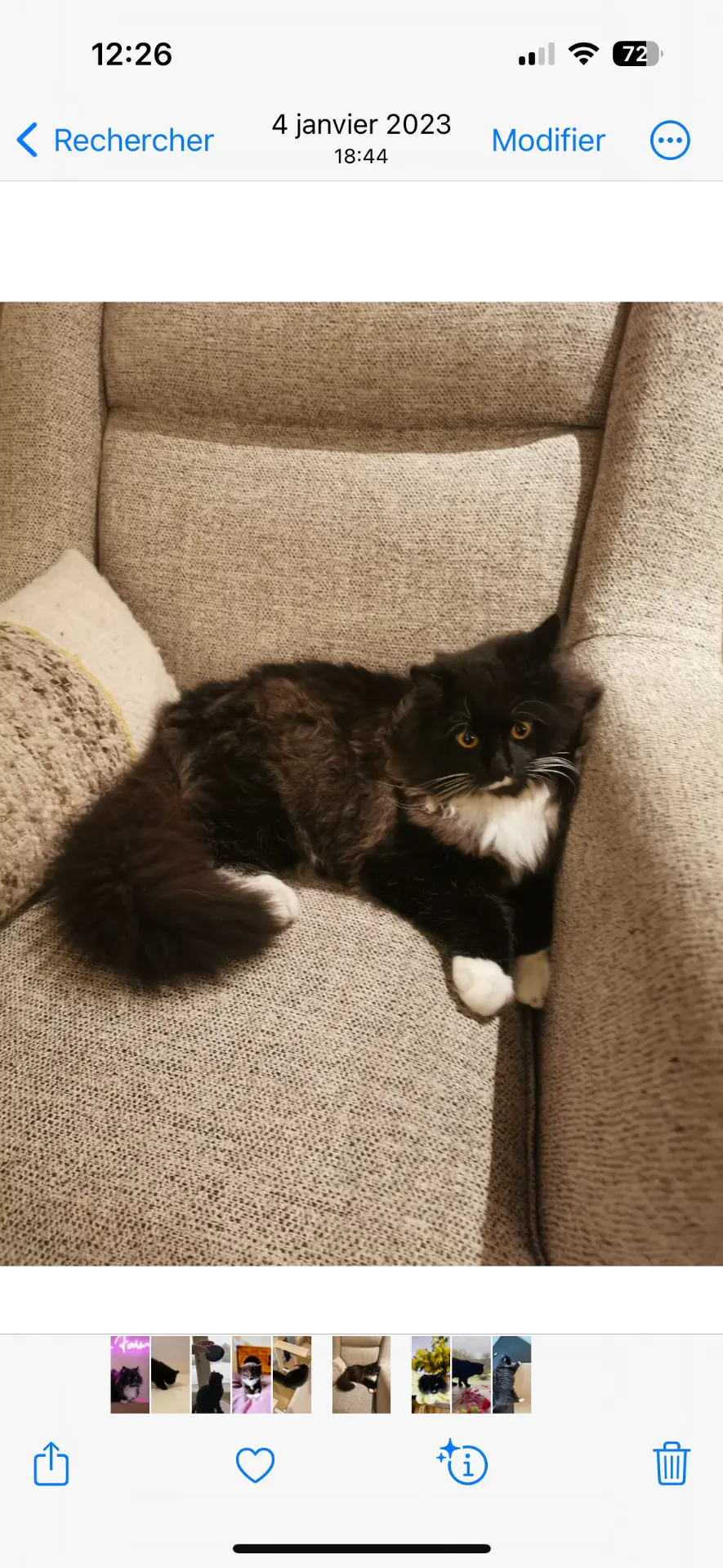 chat lost   1310 La Hulpe Sox