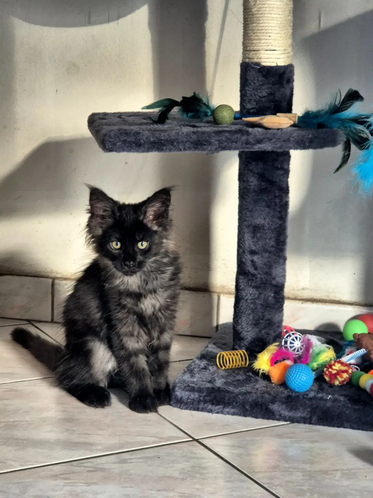 chat lost    Villers-la-Ville Vito