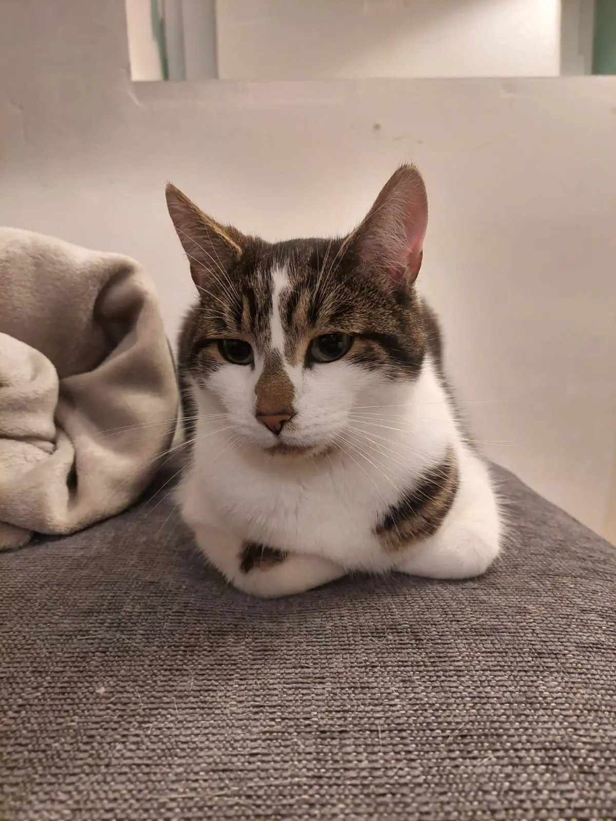 chat lost    Incourt Wilfried