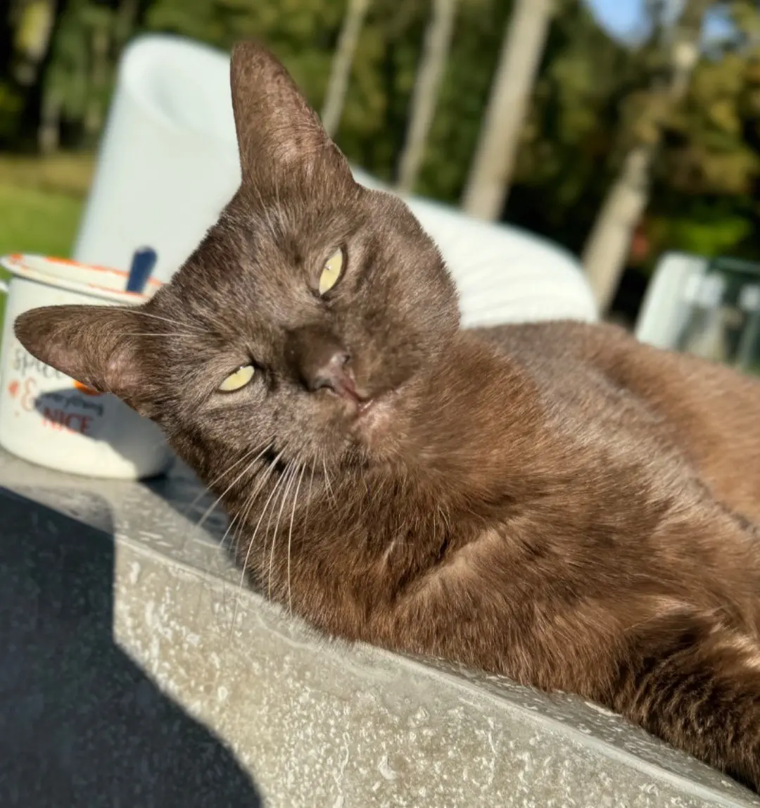 chat lost  Rue de la Gare 7322 Ville-Pommerœul Chocolat