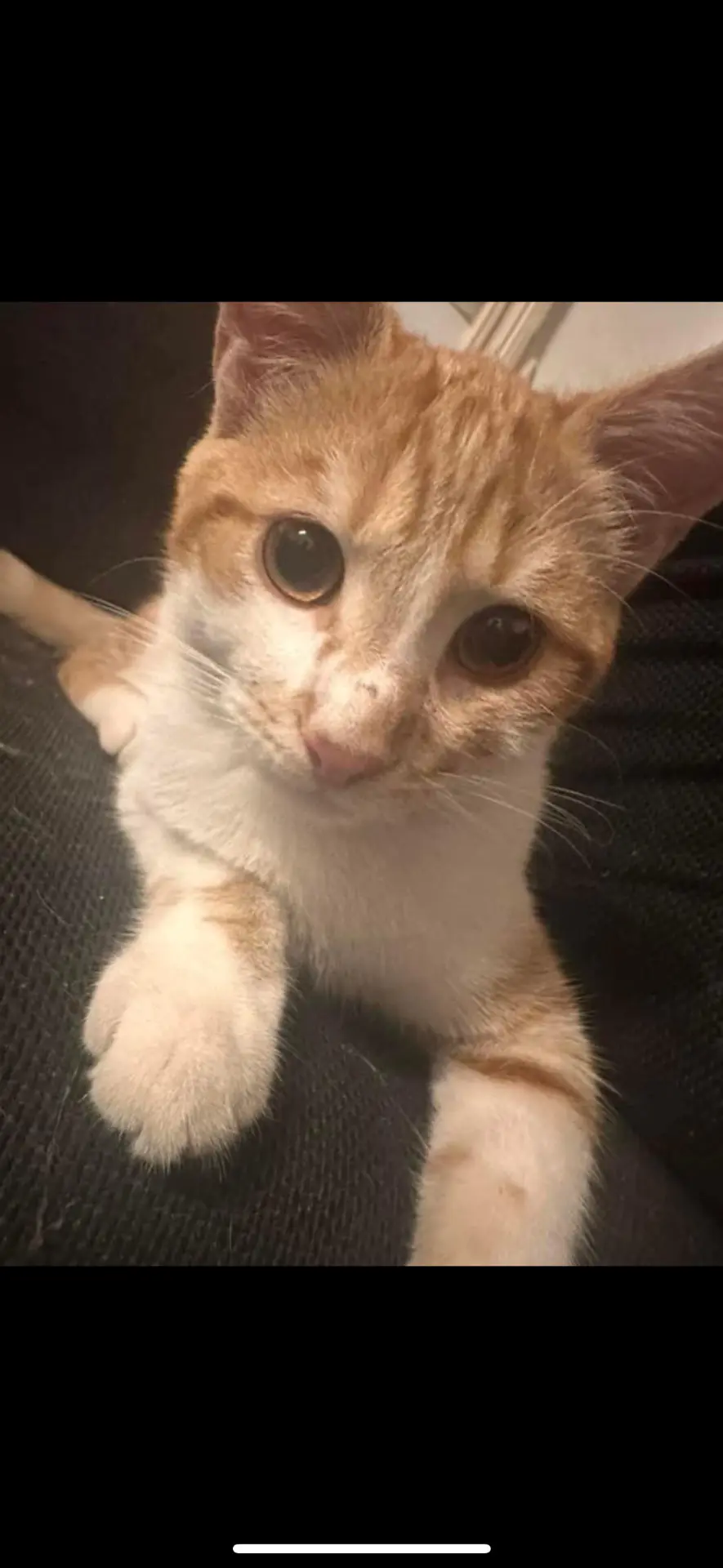 chat lost     Cookie
