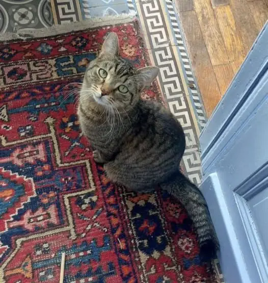 chat lost     Jonah