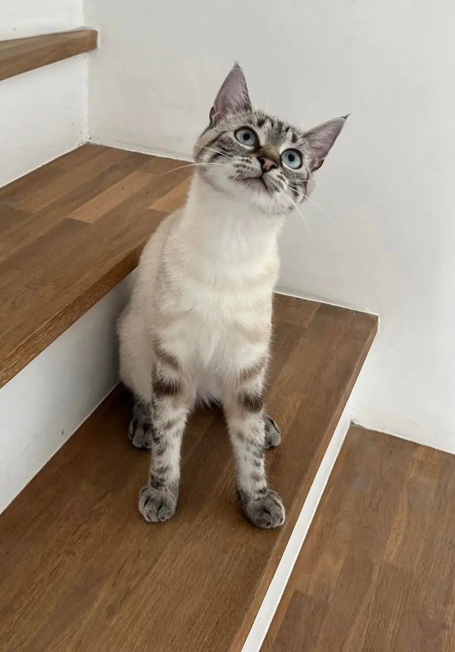 chat lost    Anvaing Marley