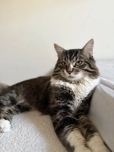 kat lost    Marcq Minou