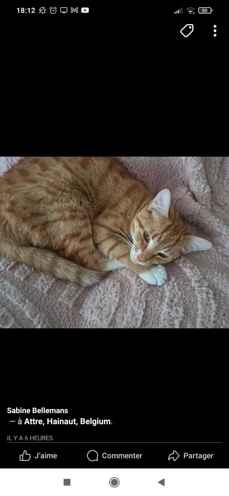 chat lost   7941 Attre Ruffus