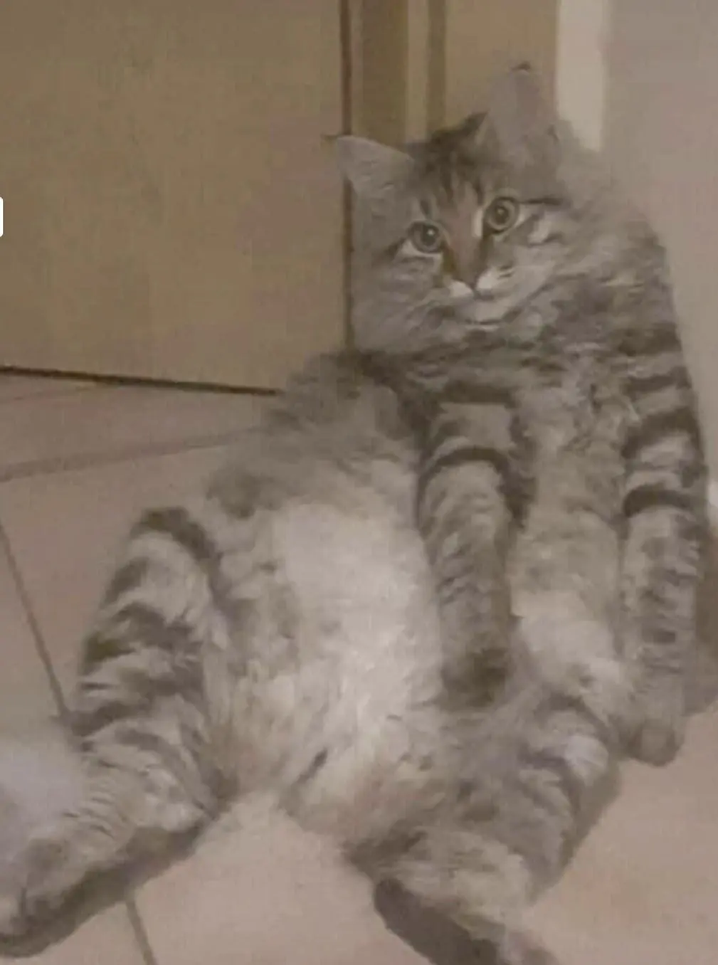 chat lost  Quartier de la Gare 7321 Blaton Ryuk