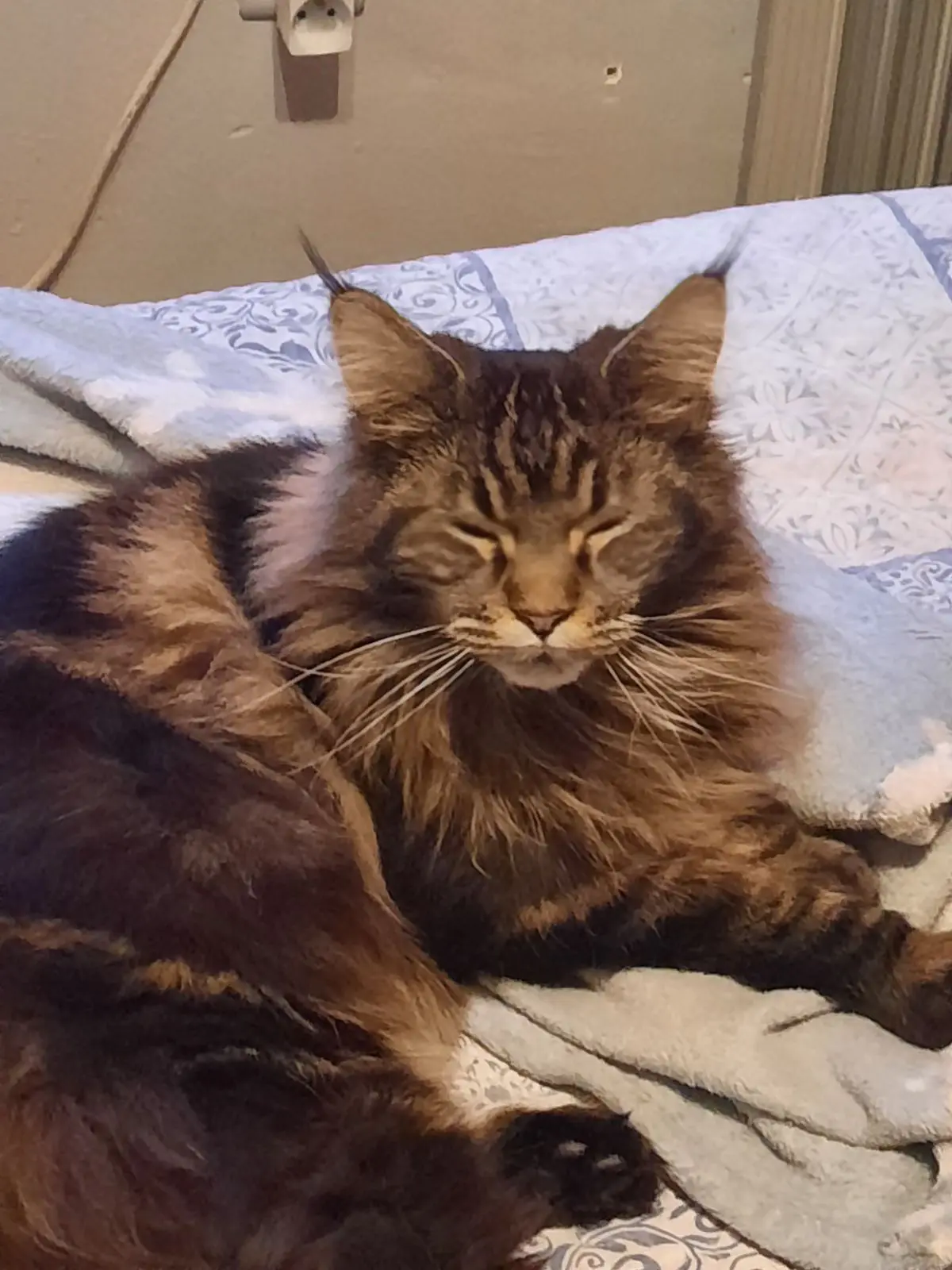 chat lost  Rue de la Gare 7322 Ville-Pommerœul Zazou