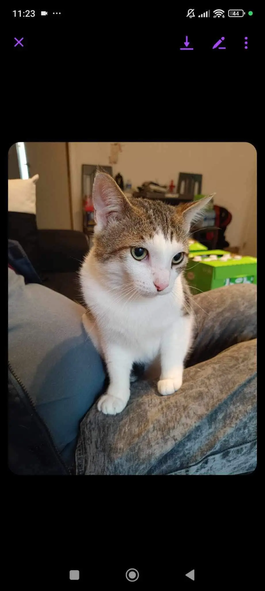 chat lost   7160 Chapelle-lez-Herlaimont Alvin
