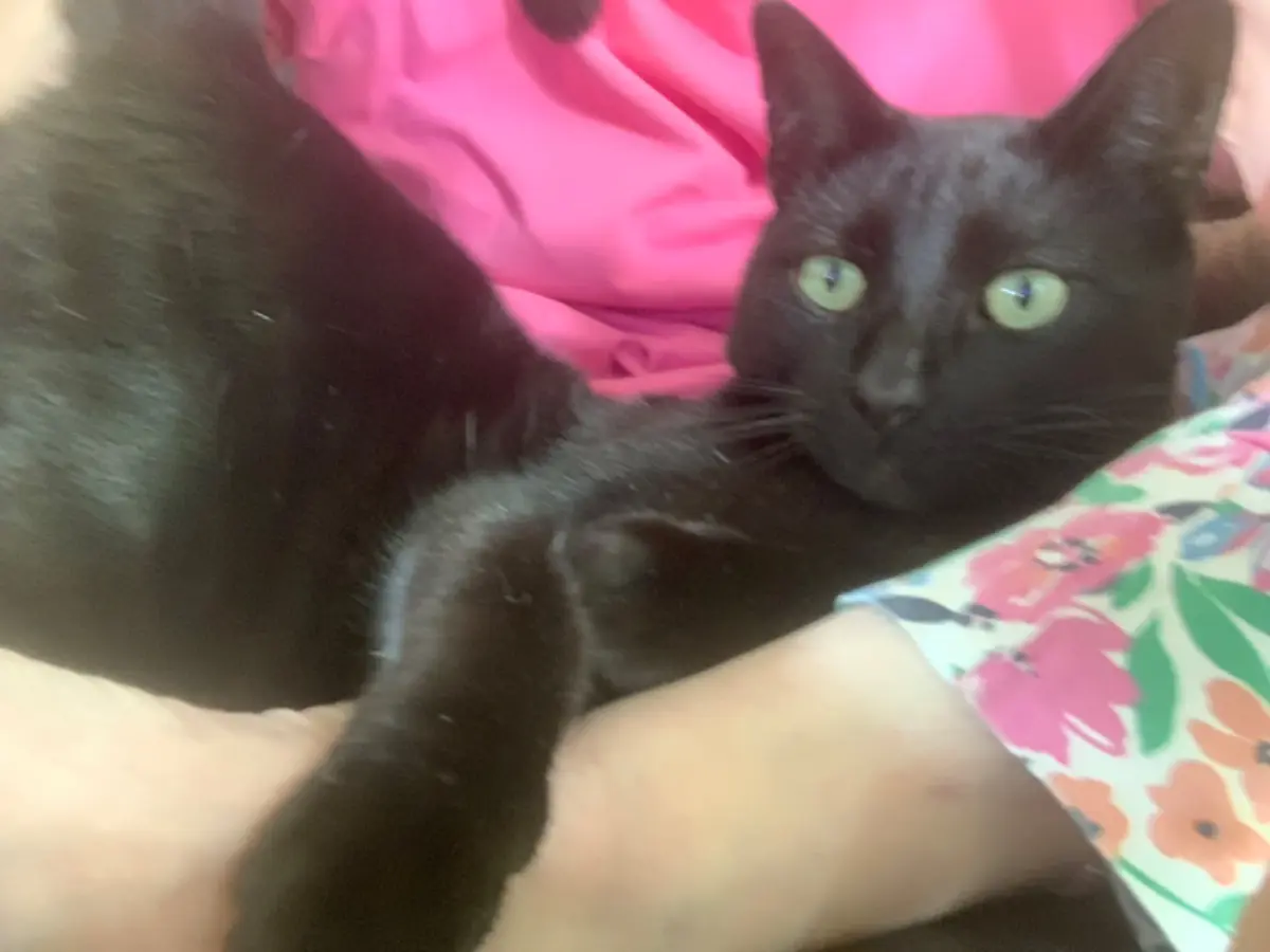 chat lost   6043 Ransart Brigand