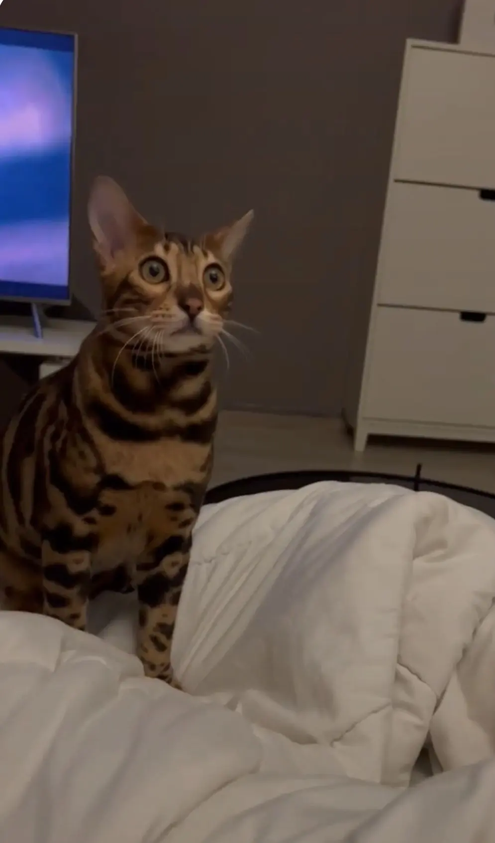 chat lost   6040 Jumet Ciro