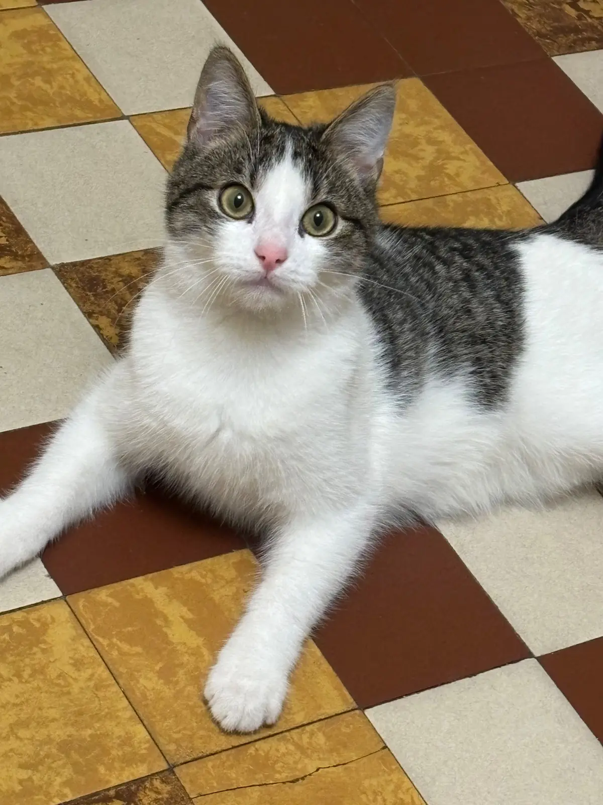 chat lost    Charleroi Faly