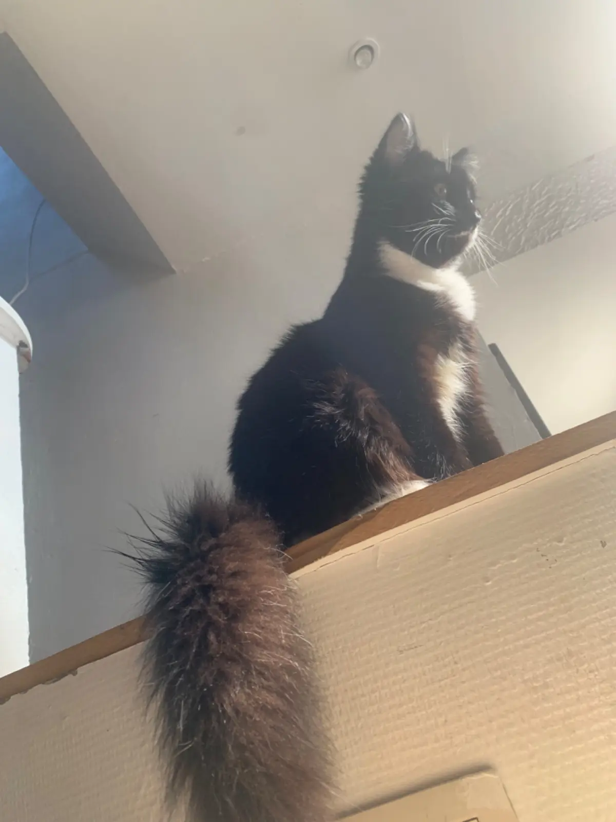 chat lost  Impasse du Major 6060 Gilly Felix
