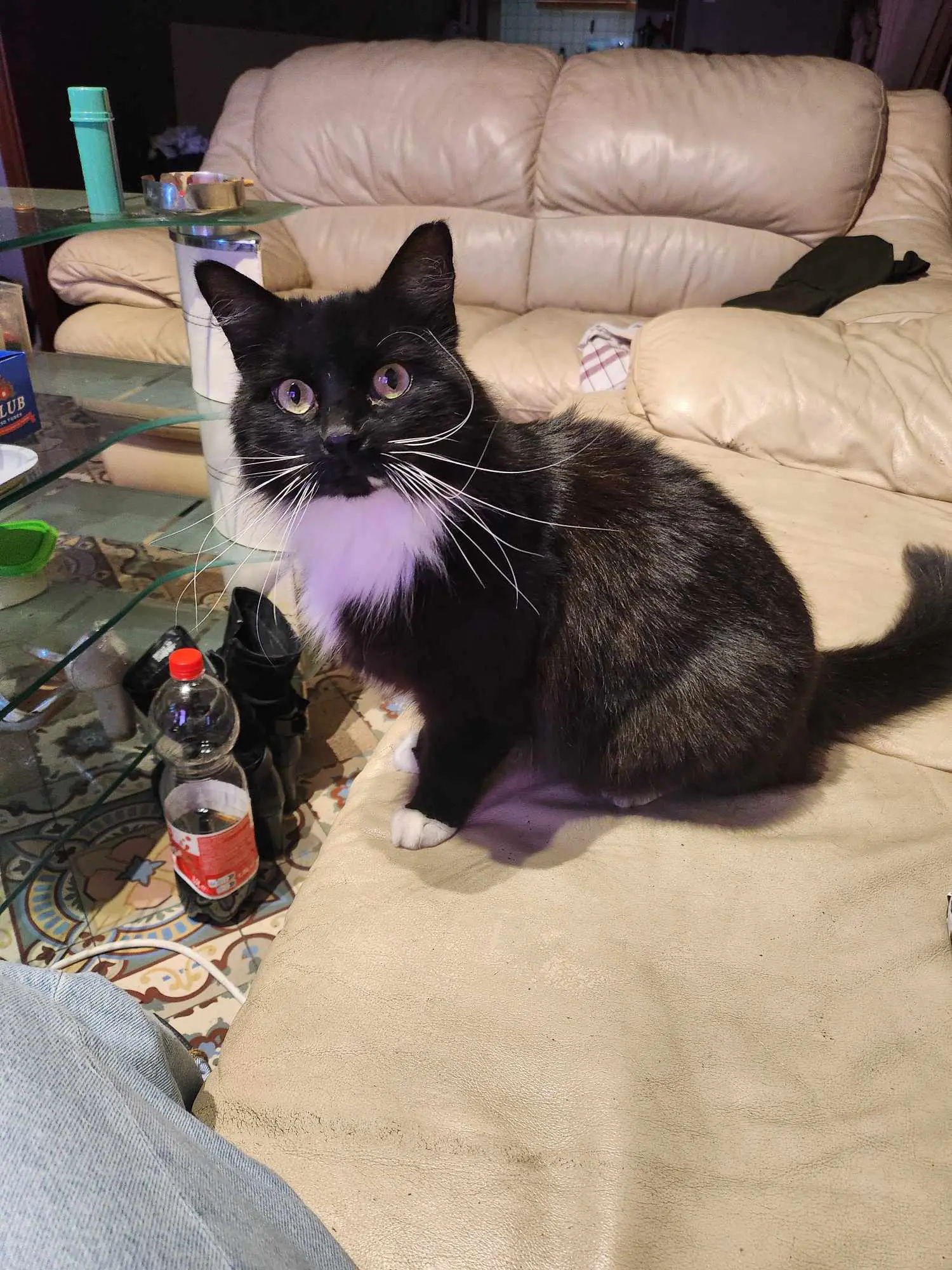 chat lost   6040 Jumet Jughead