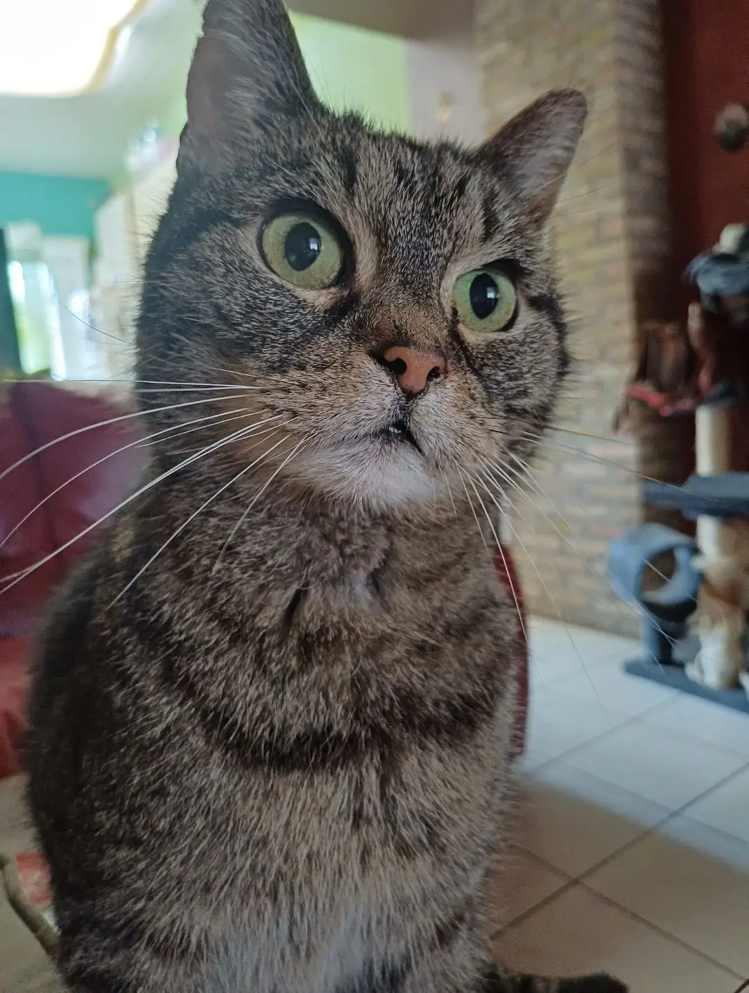 chat lost   6040 Jumet Kovu