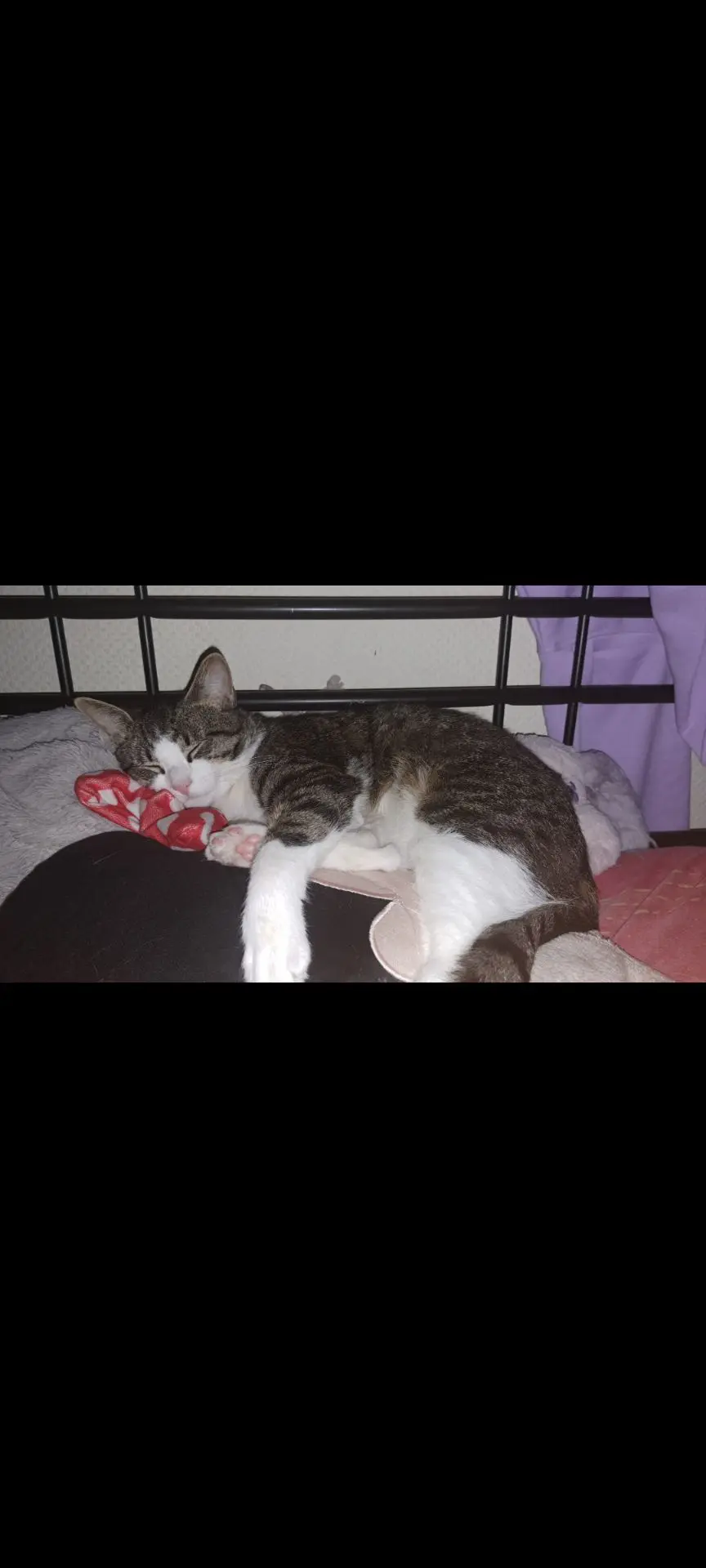 chat lost    Charleroi Mario ou loulou