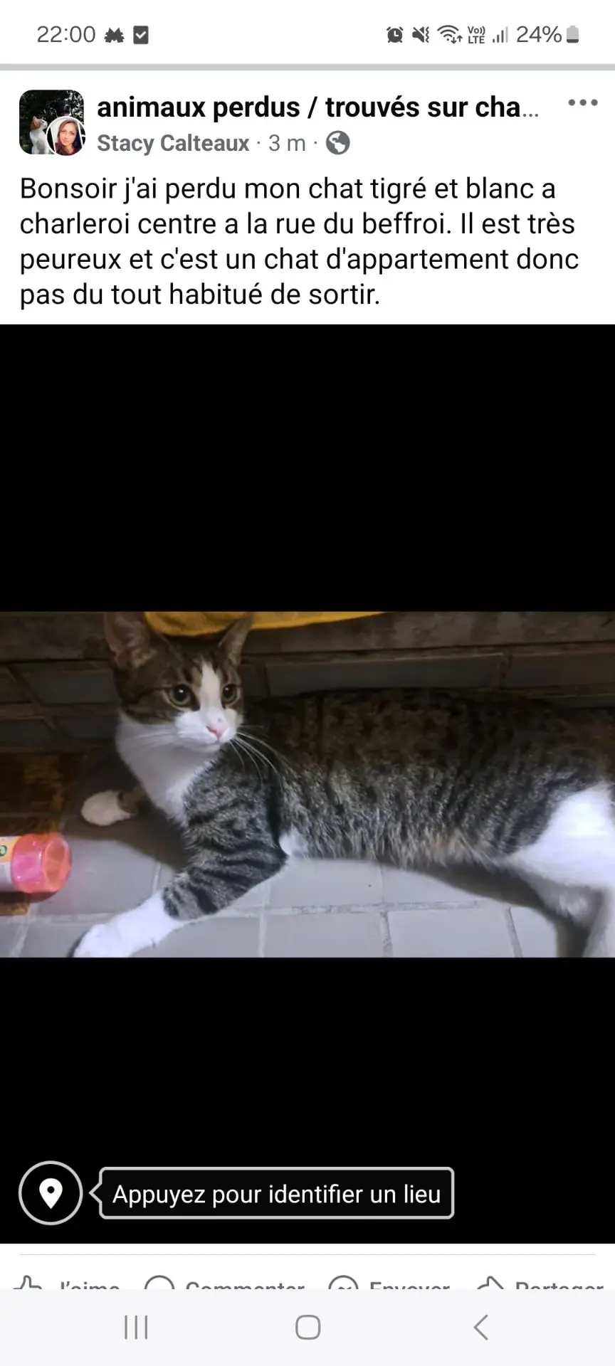 chat lost    Charleroi Mario ou loulou
