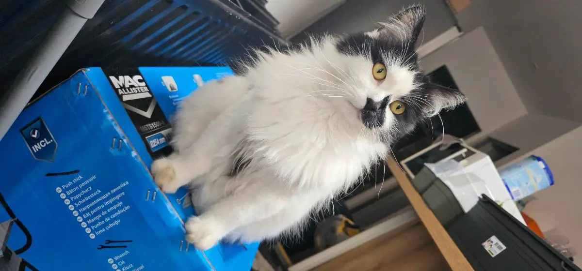 chat lost   6041 Gosselies Moustache