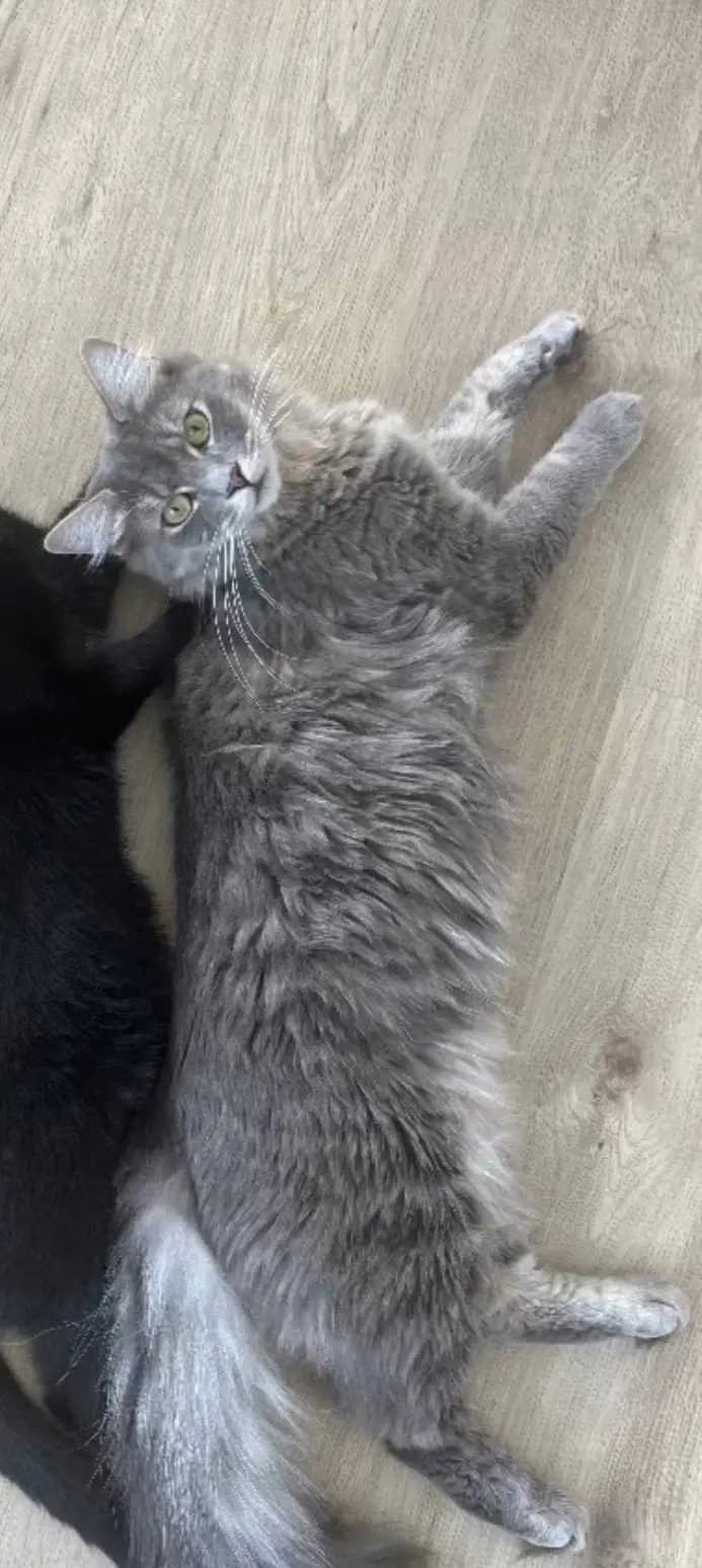 chat lost    Charleroi Oignon