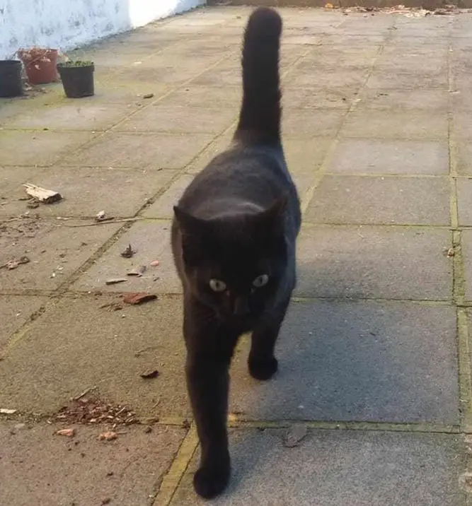 chat lost   6001 Marcinelle Onyx